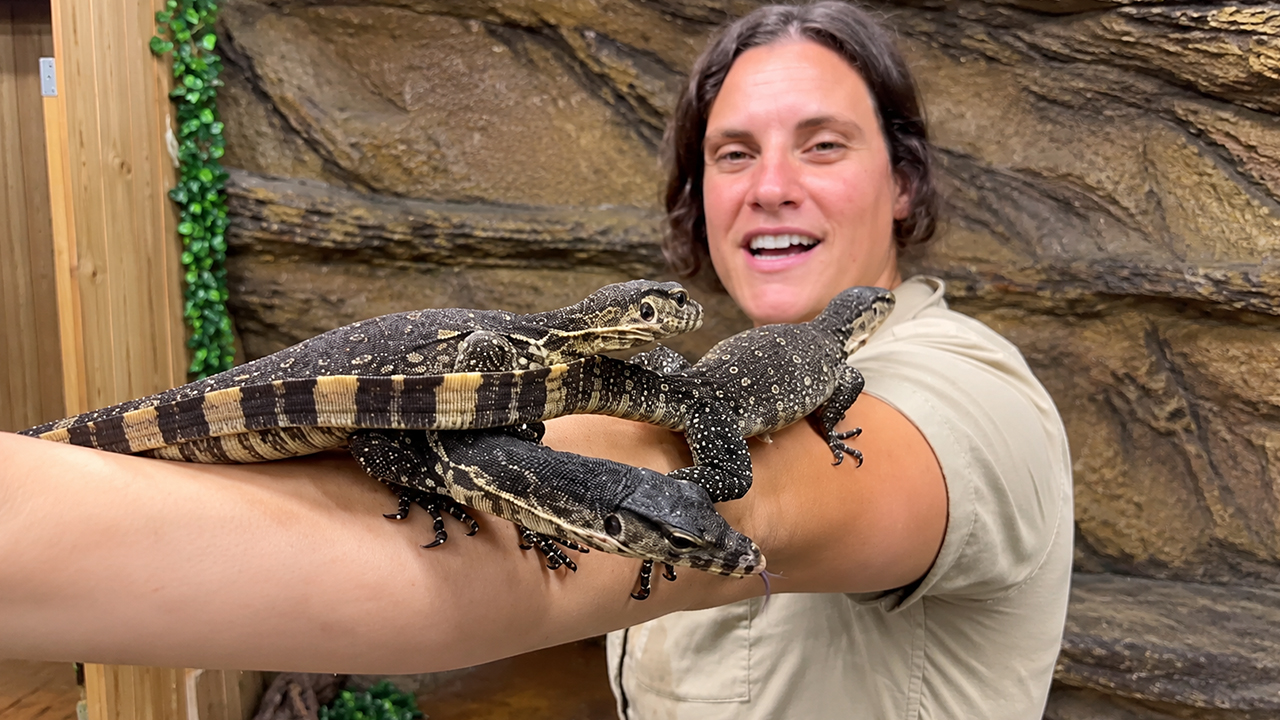 These baby monitor lizards love climbing all over her