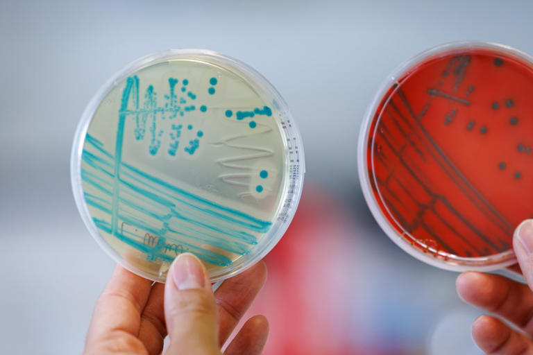 Cheese recall update in 13 states as FDA issues highest risk warning