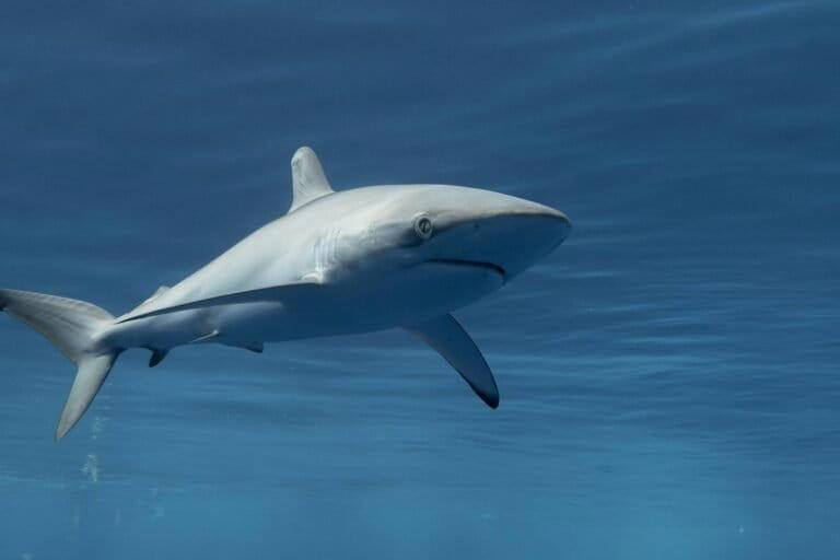 As silky sharks decline, Costa Rica’s dominant trade faces a reckoning