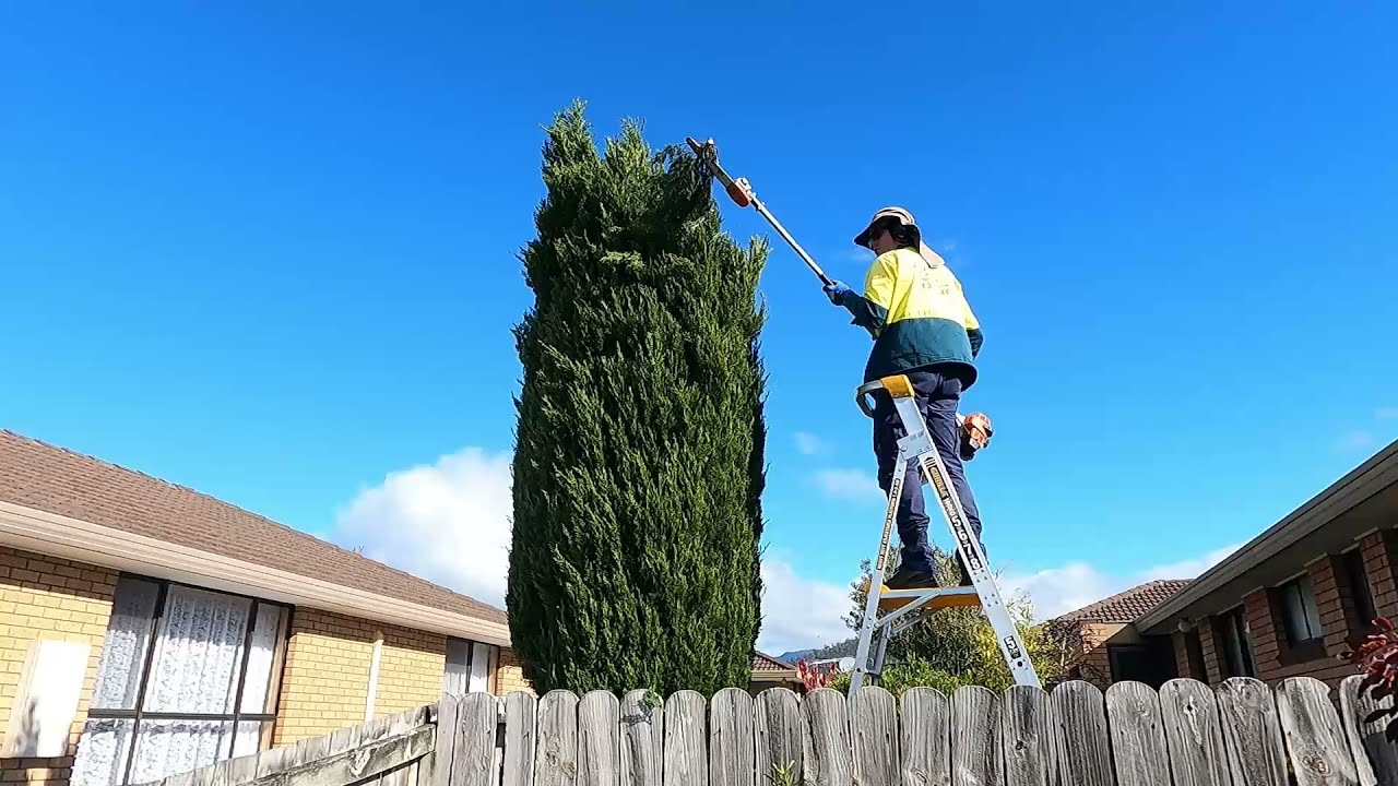 Removing a tree - easy solution for light