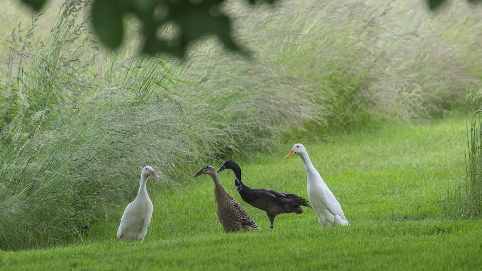 Why more people are keeping runner ducks