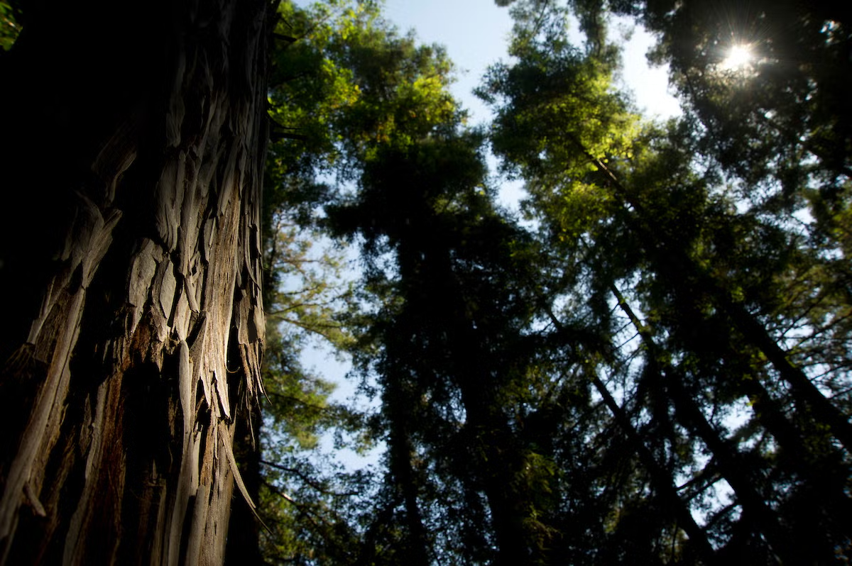 The world's tallest trees seem to struggle to make their own food ...
