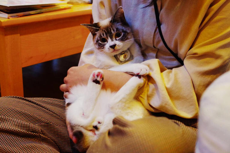 Cats and their owners seem to share a weird, hormonal connection