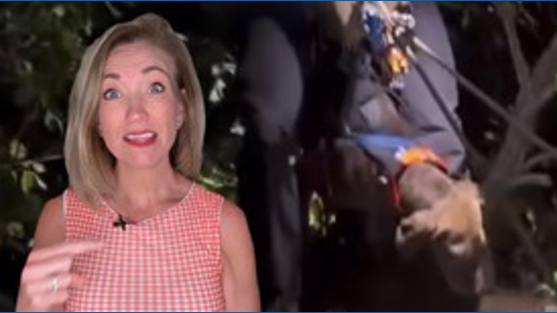 Daring dog rescue