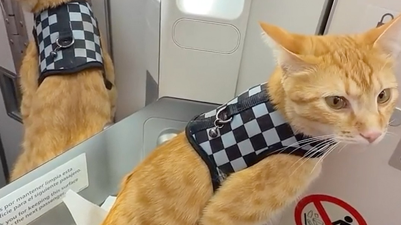 Curious cat explores a toilet inside a private jet