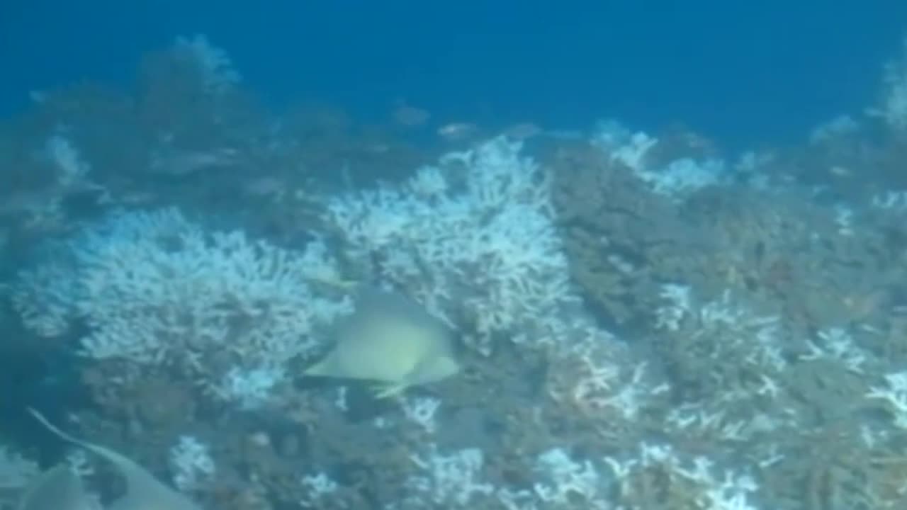 Rare Florida reef faces federal decision on shrimp trawling
