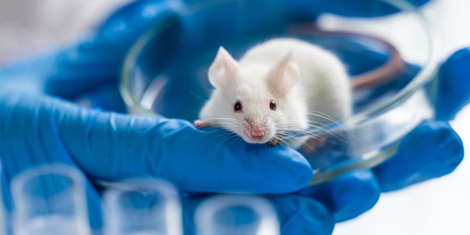 Early-life pain led to lasting social deficits in mice, and brain ...