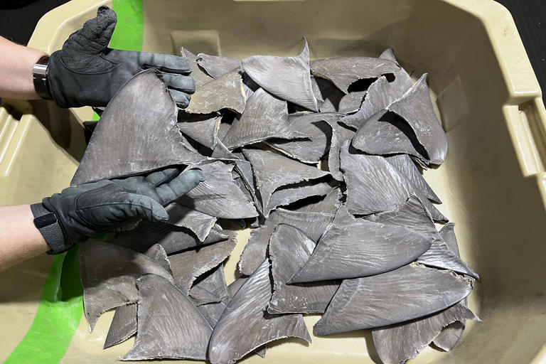 As silky sharks decline, Costa Rica’s dominant trade faces a reckoning