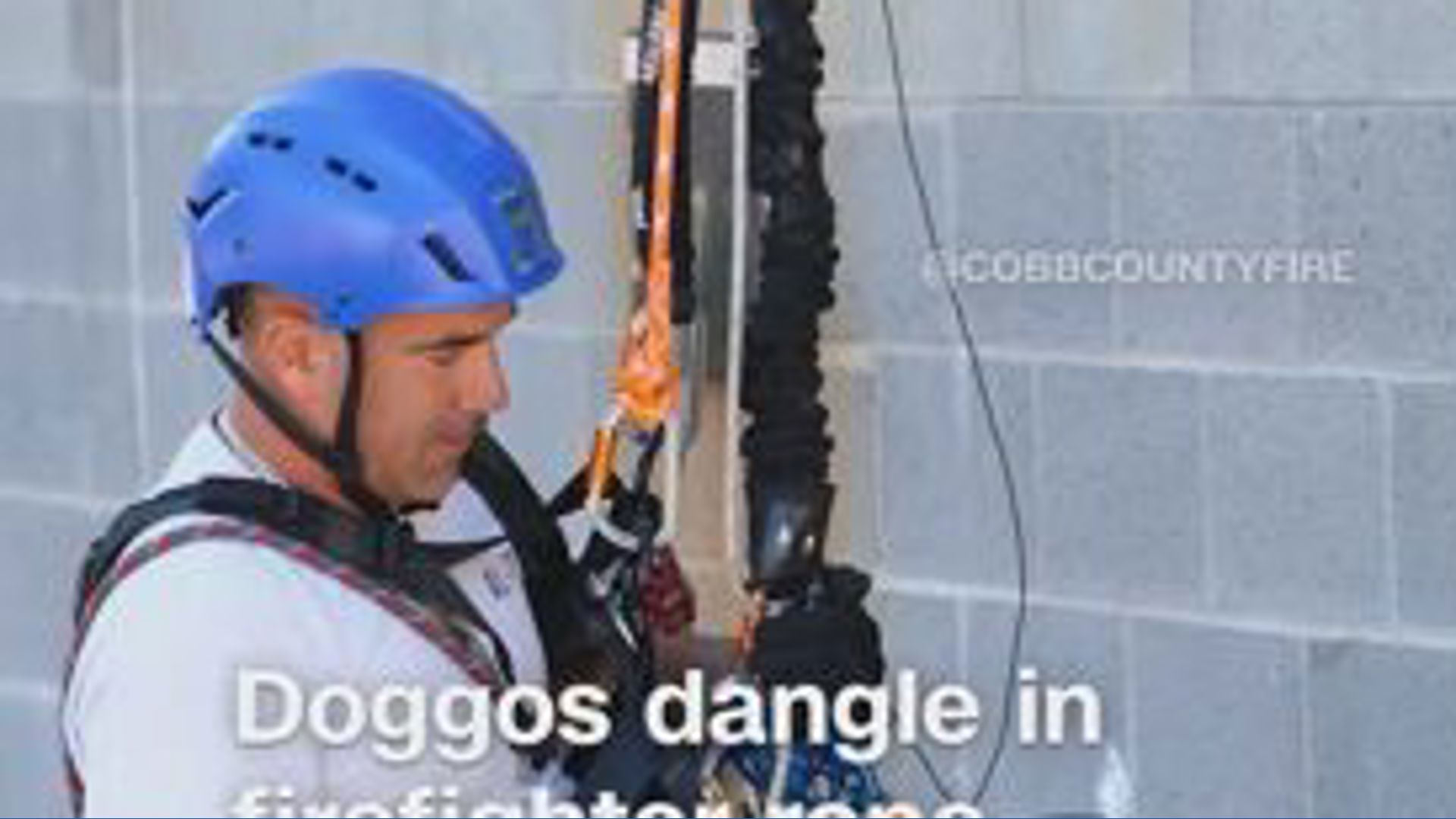 Dogs dangle in firefighter rope training
