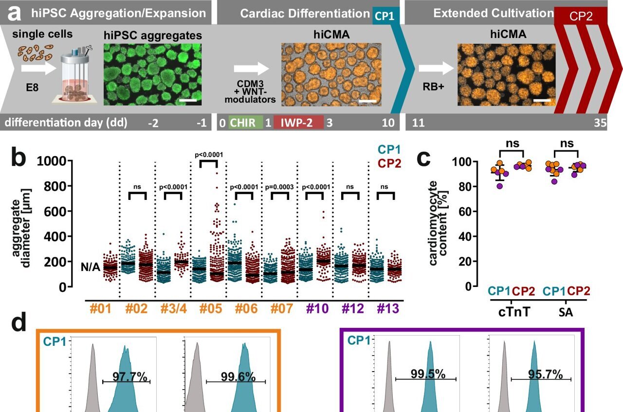 Cell therapy using cardiac muscle cell aggregates improves heart ...