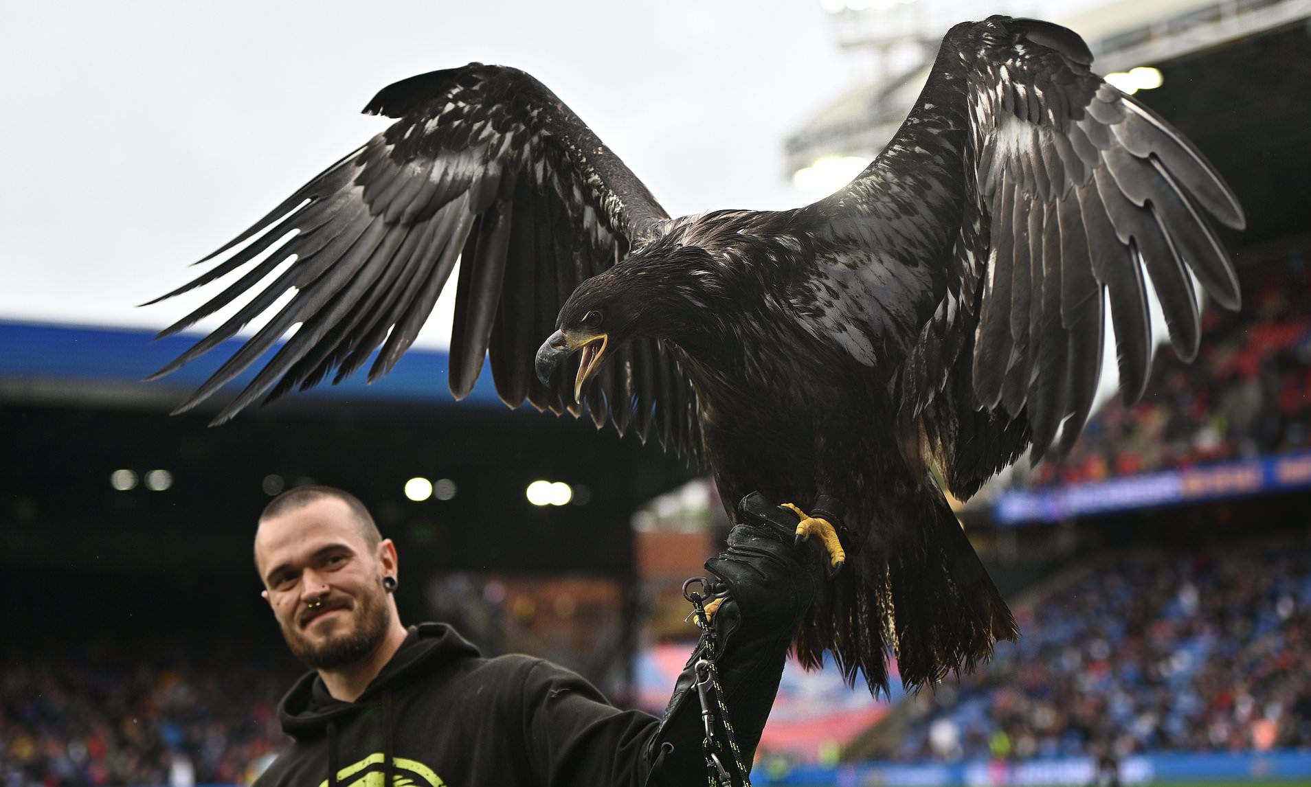 Palace urged to retire 'frightened, disoriented and panicked' eagle ...