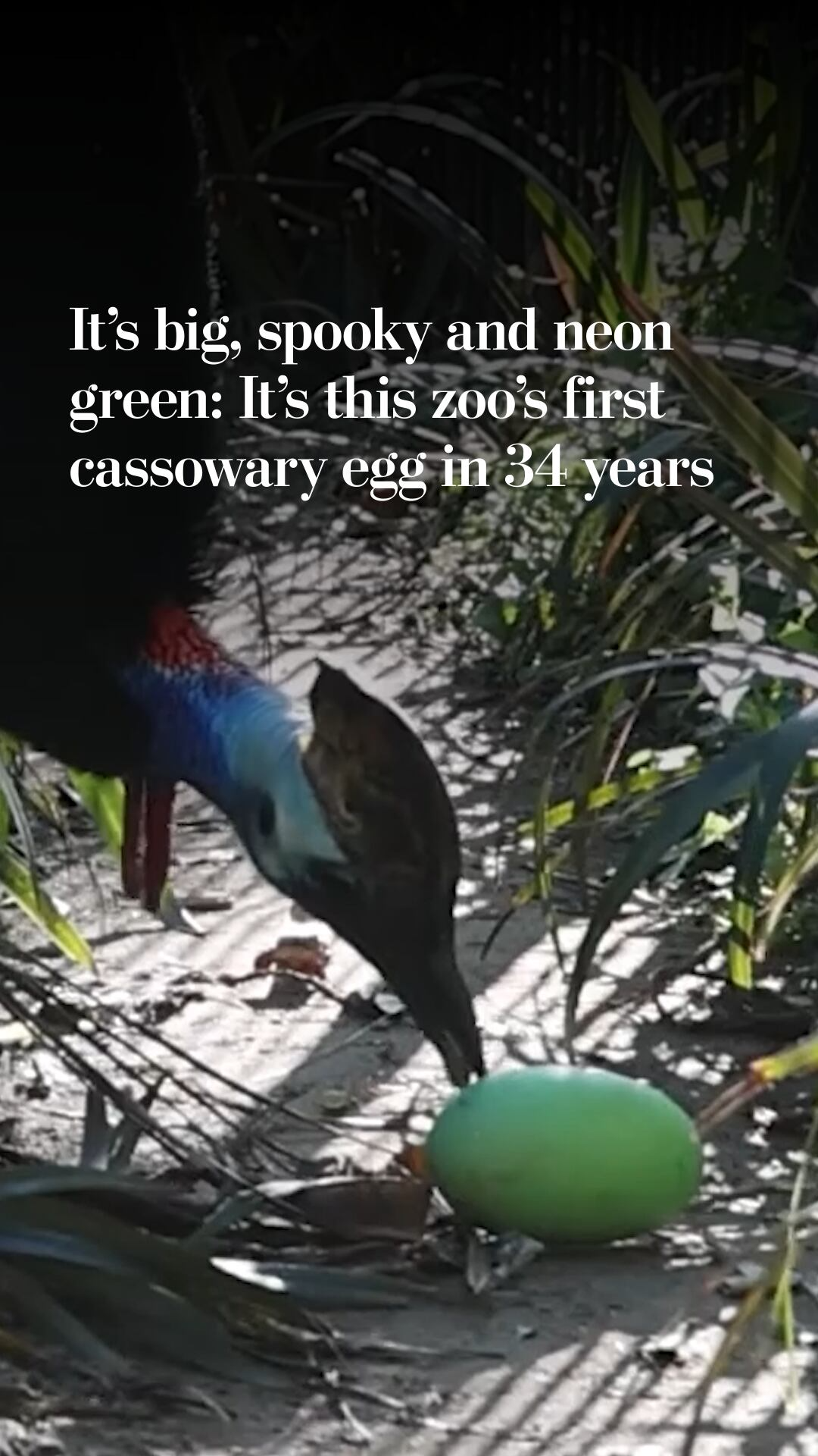 It’s big, spooky and neon green: It’s this zoo’s first cassowary egg in ...