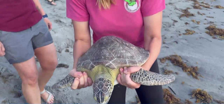 Double sea turtle release earlier in Delray Beach; rescued from hooks ...