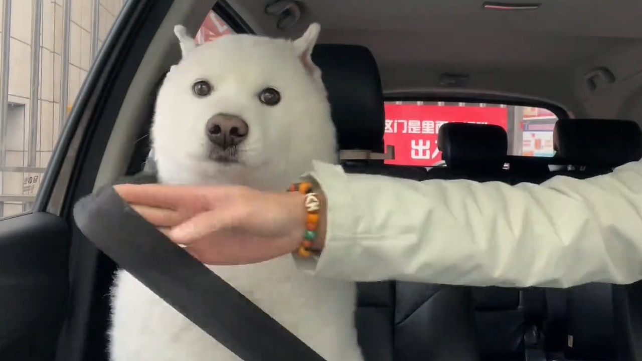Samoyed dog safely buckled in passenger seat in Sichuan