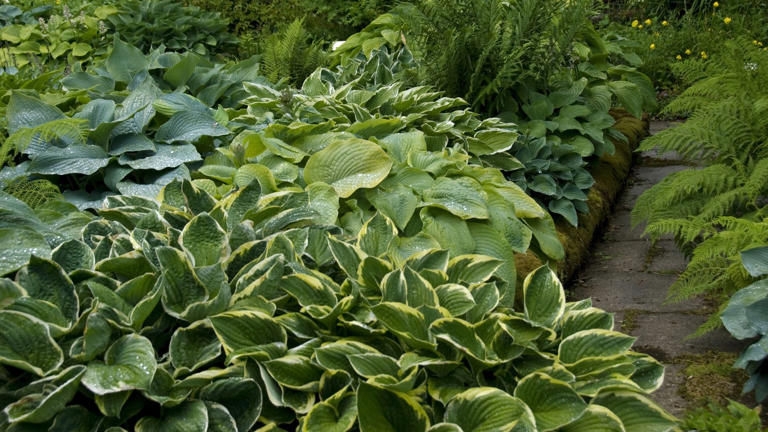 Hostas need these 3 things in October to stop destructive slug damage