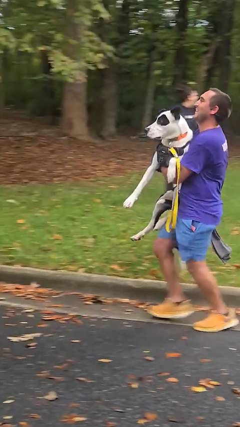 Rescue dog carried across finish line after running three miles