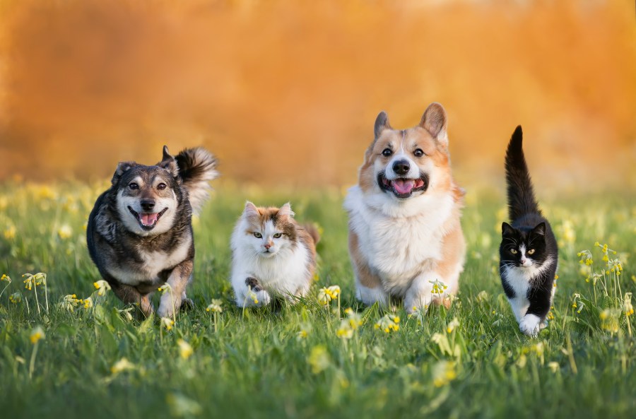 Can seniors with pets be a lifeline to aging well? Louisiana woman ...