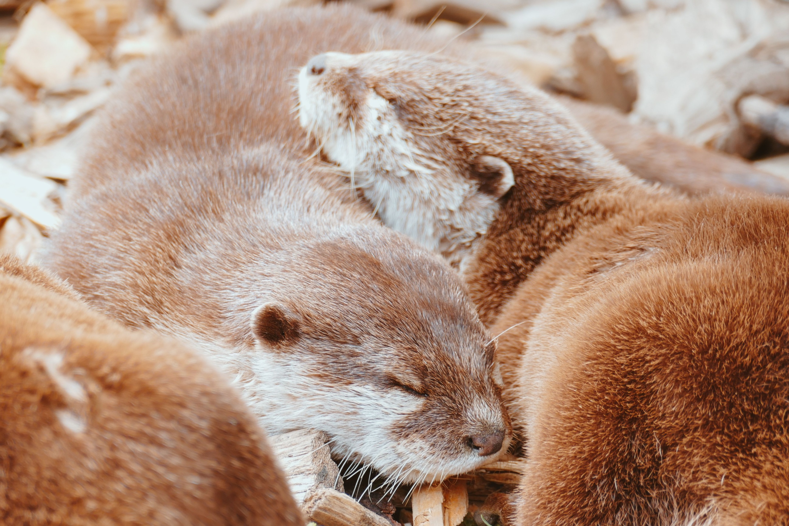 Biologists choose study animals by feelings, not convenience: survey of ...