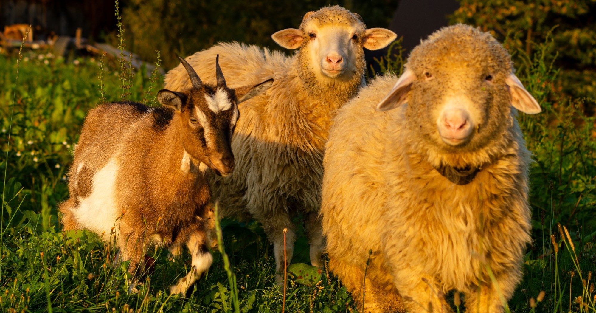 MS sheep and goat farmers learn more efficient way to test for parasites