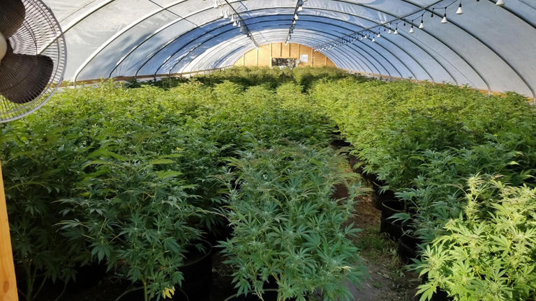 Gallagher asks FBI to investigate illegal marijuana grows in Shasta ...