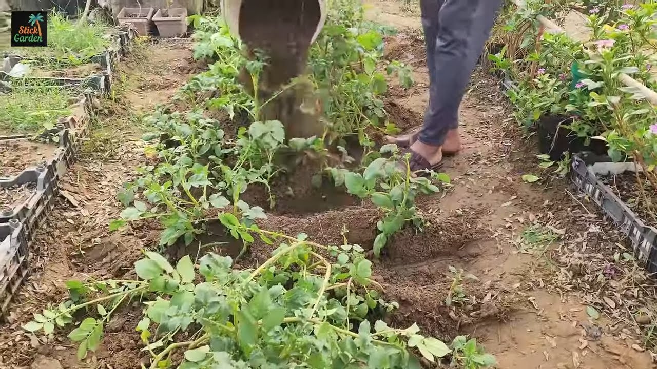 Potato growing tips for healthy plants and better garden care