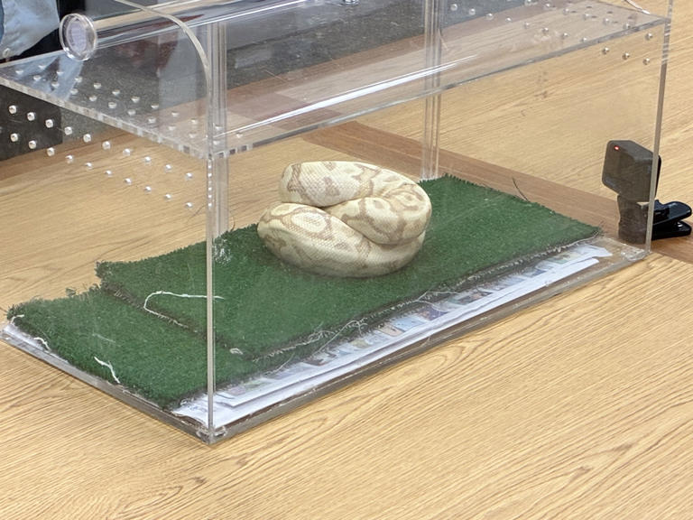 Illegal ball python captured in Waiʻanae following snake-sighting report