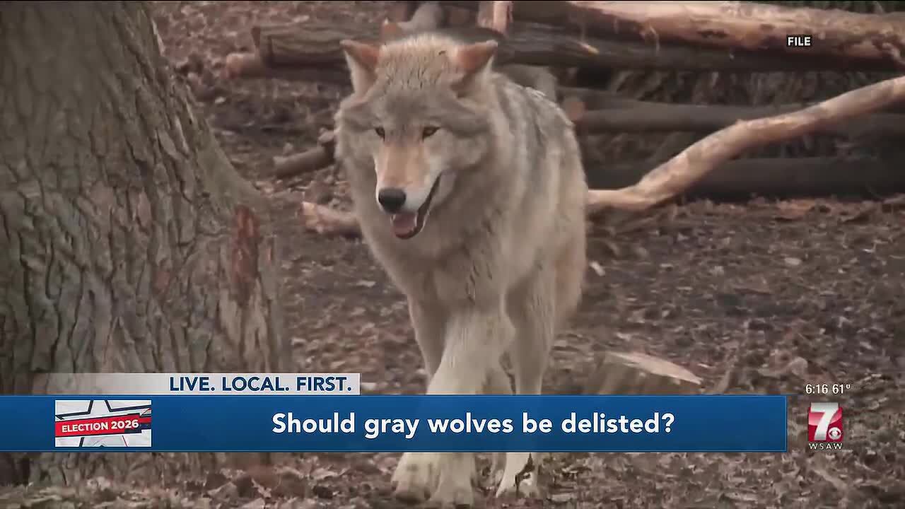 Candidate calls for wolf delisting after 9 wolves euthanized in Price ...