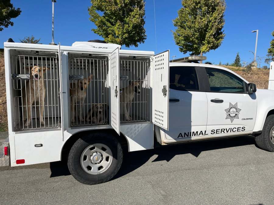 Calaveras County animal shelter takes in 17 dogs in one day