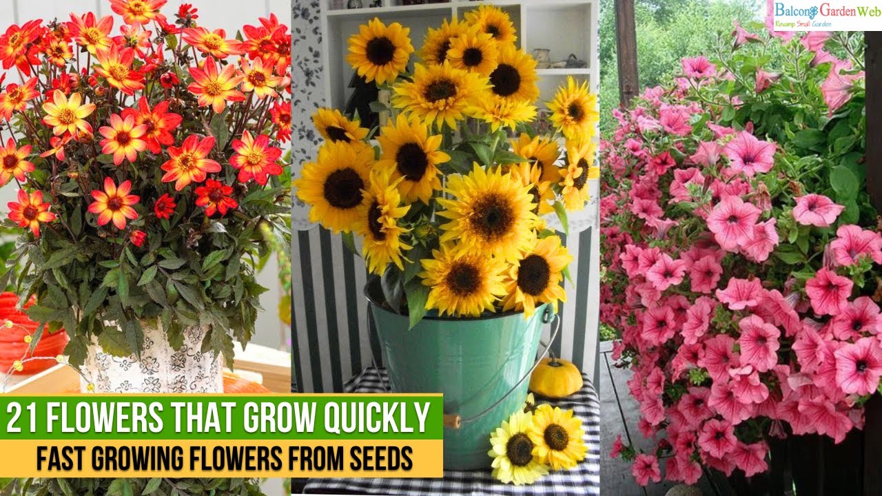 Grow a colorful garden quickly with these beautiful flowers