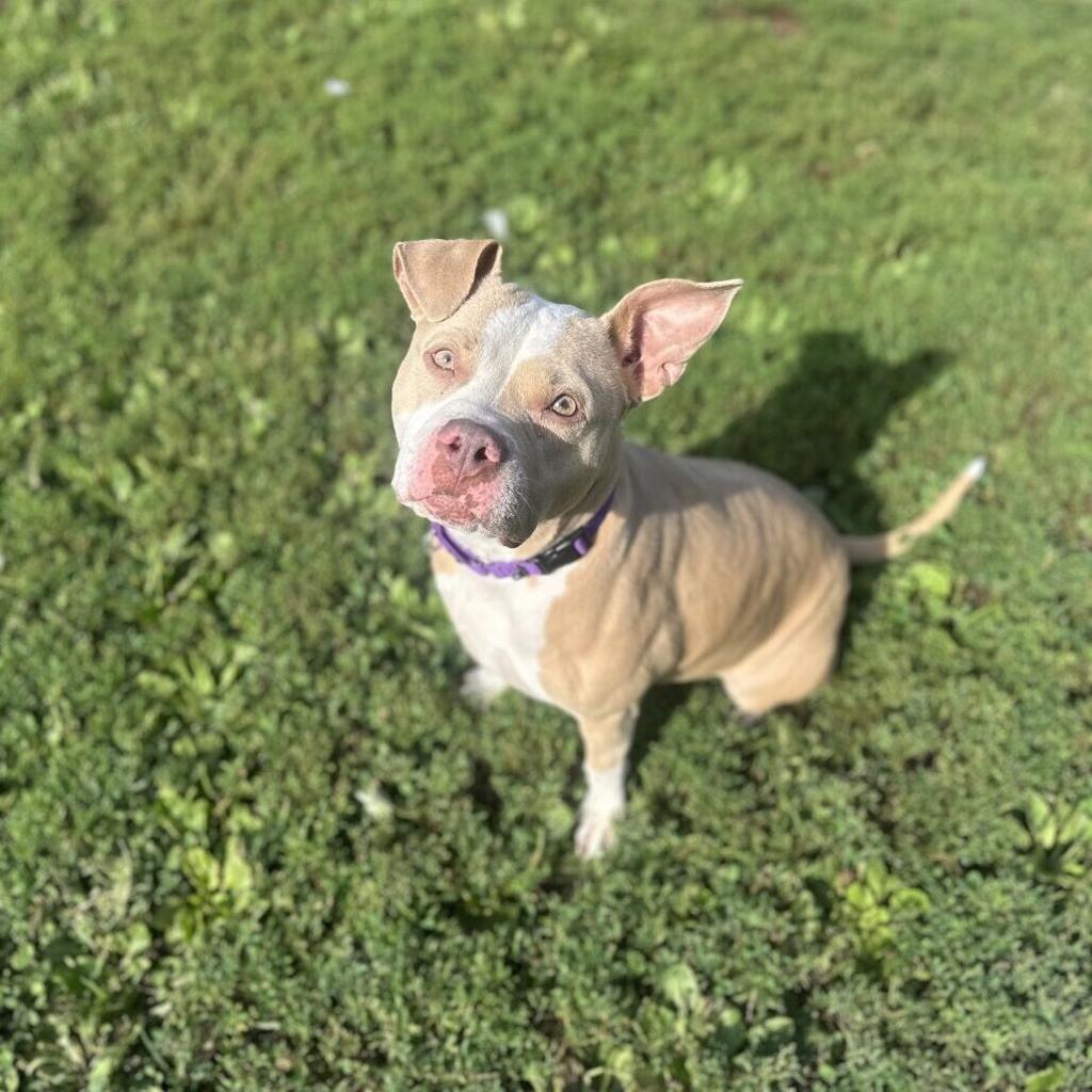 Pet of the week - Meet Pasta Salad!