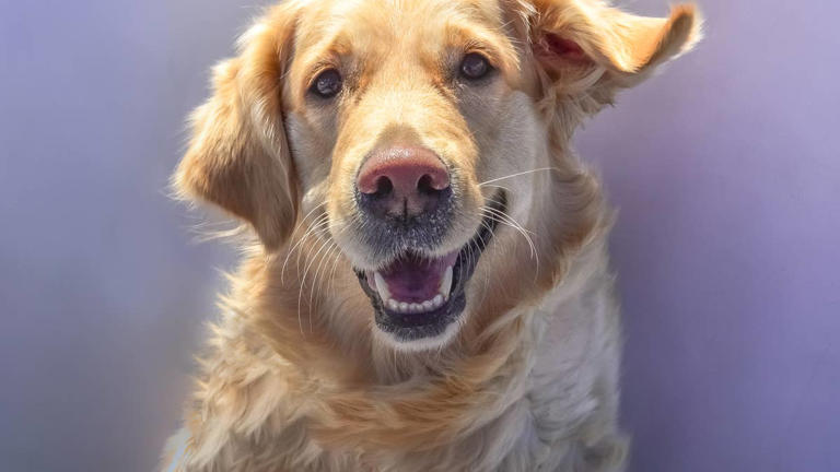 Golden retriever Butter hilariously battles a fly during nap time