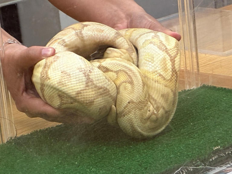 Illegal ball python captured in Waiʻanae following snake-sighting report