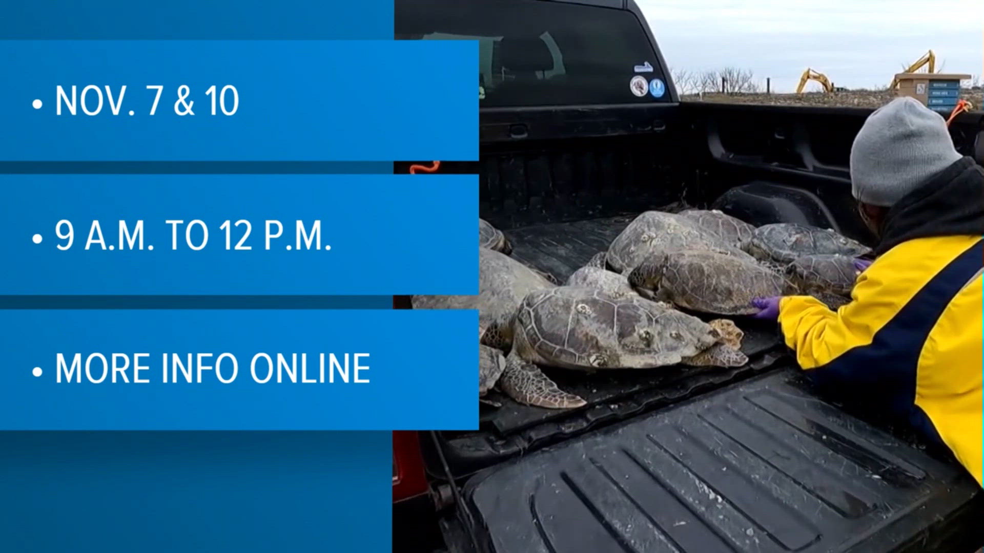 Sea turtle rescue network offers free volunteer training