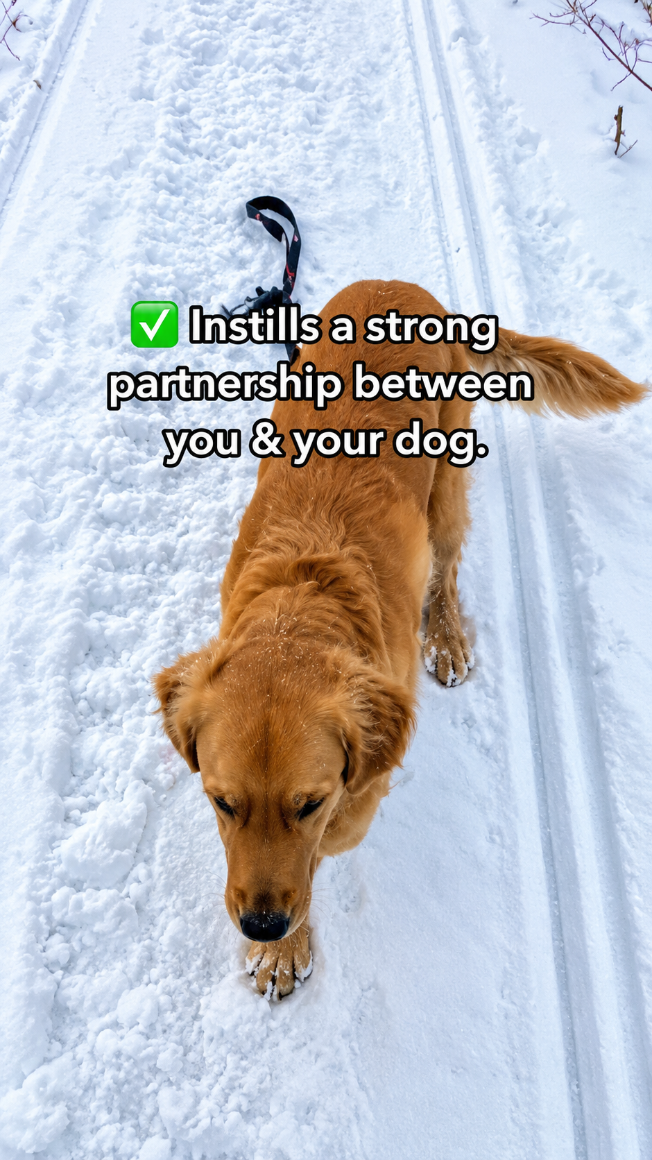 Things every dog owner should know