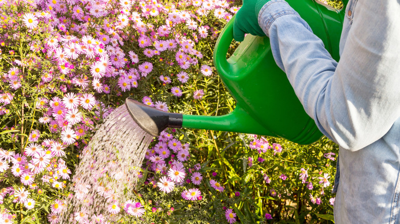 You're probably overwatering fall asters - here's how much water they ...