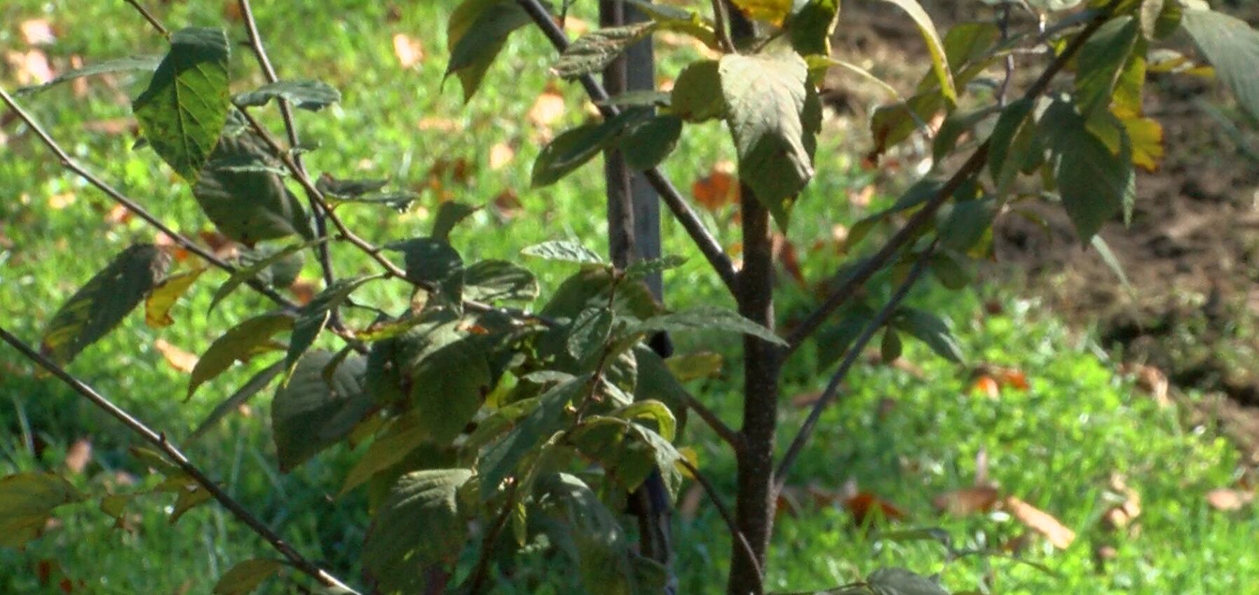 Community tree planting event happening this week at Tepe Park