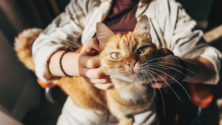 Cats and their owners seem to share a weird, hormonal connection