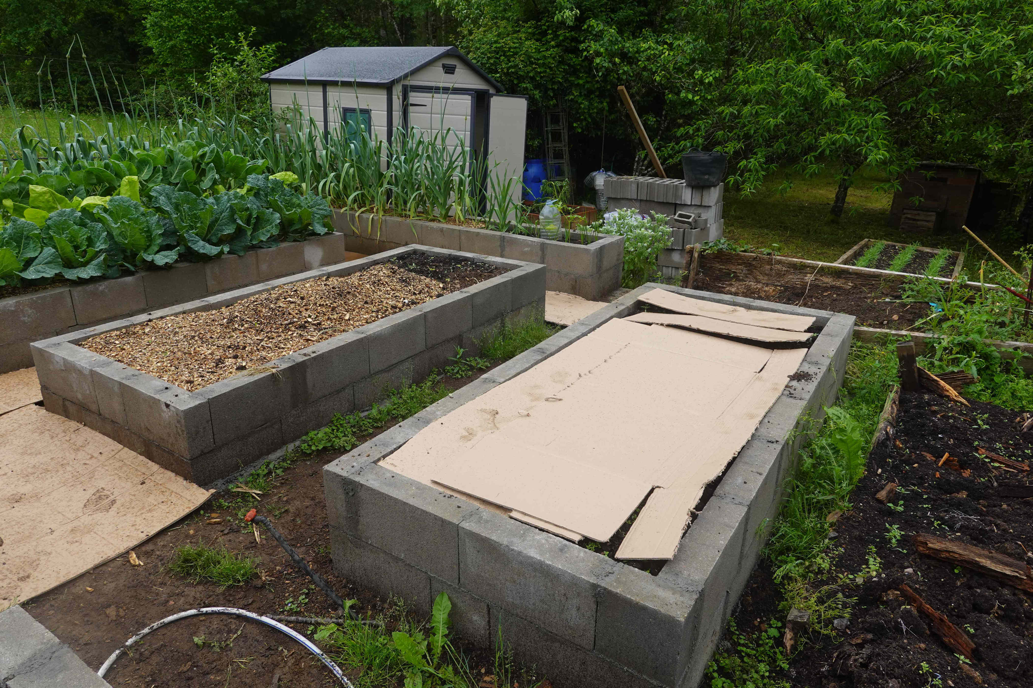 Why some gardeners put cardboard over their gardens in fall—and when ...