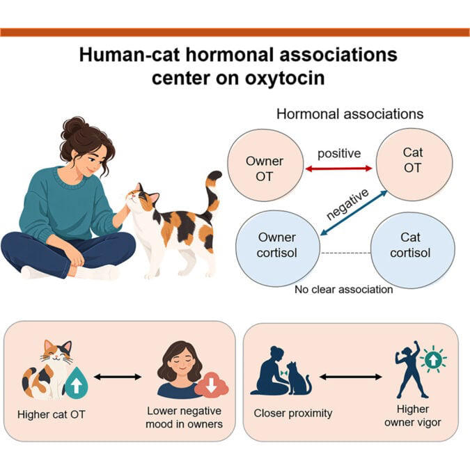 Cats and their owners seem to share a weird, hormonal connection