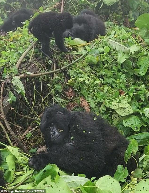 Rare mountain gorilla gives birth to her first baby - and is a natural