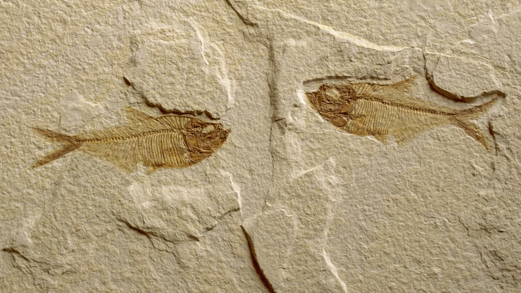 When fossils reveal ancient animal behavior