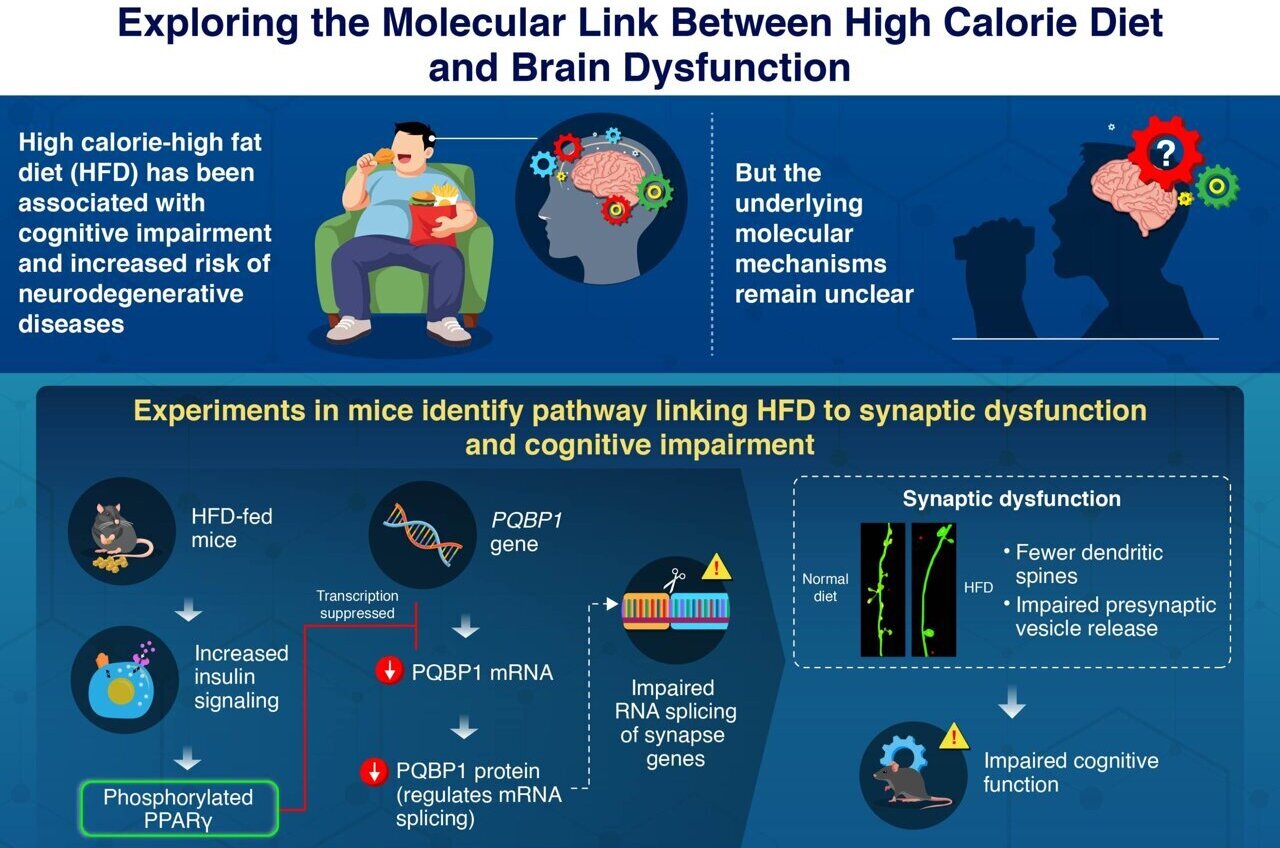 Mouse study reveals molecular link between high-fat diets and impaired ...