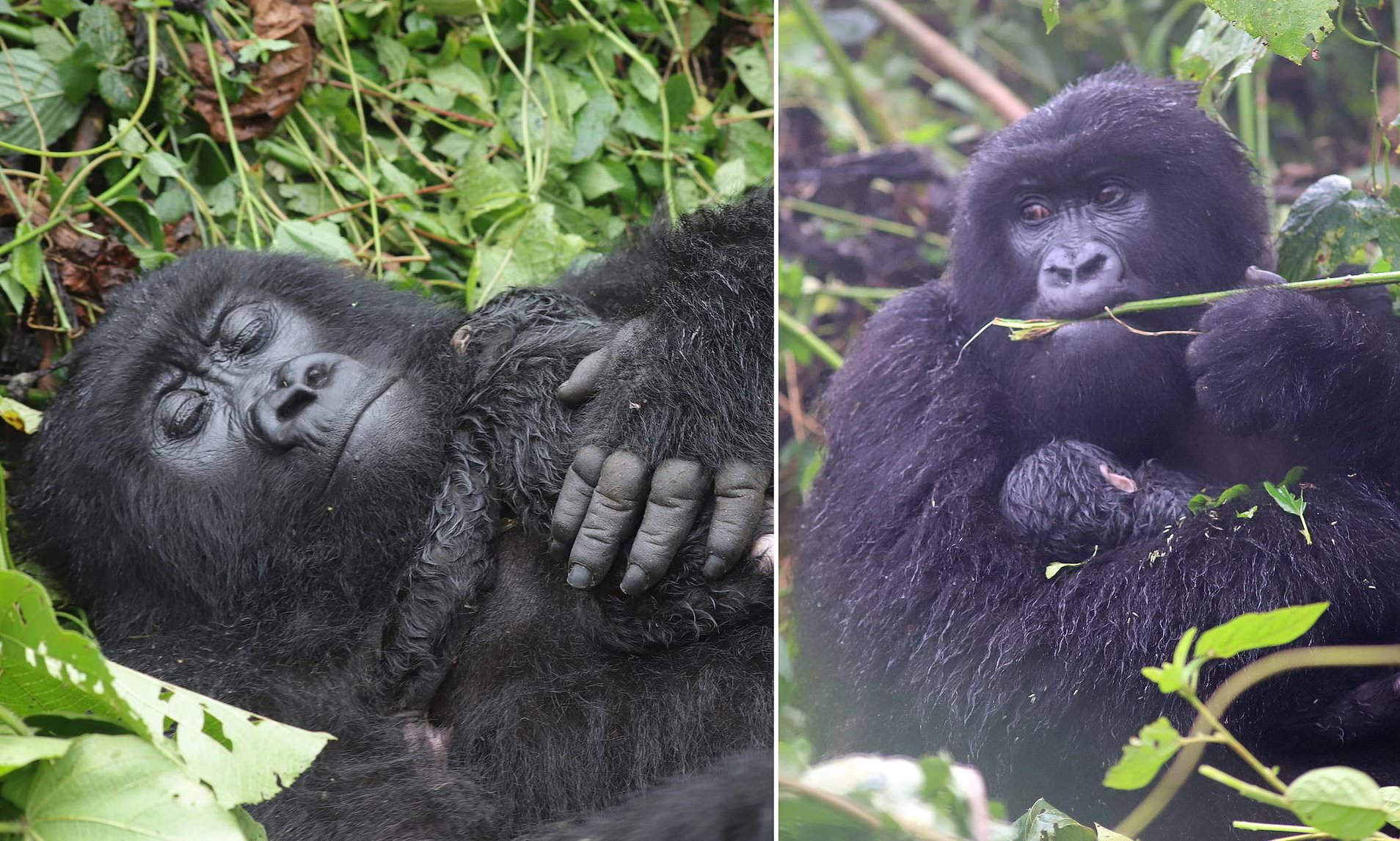 Rare mountain gorilla gives birth to her first baby - and is a natural