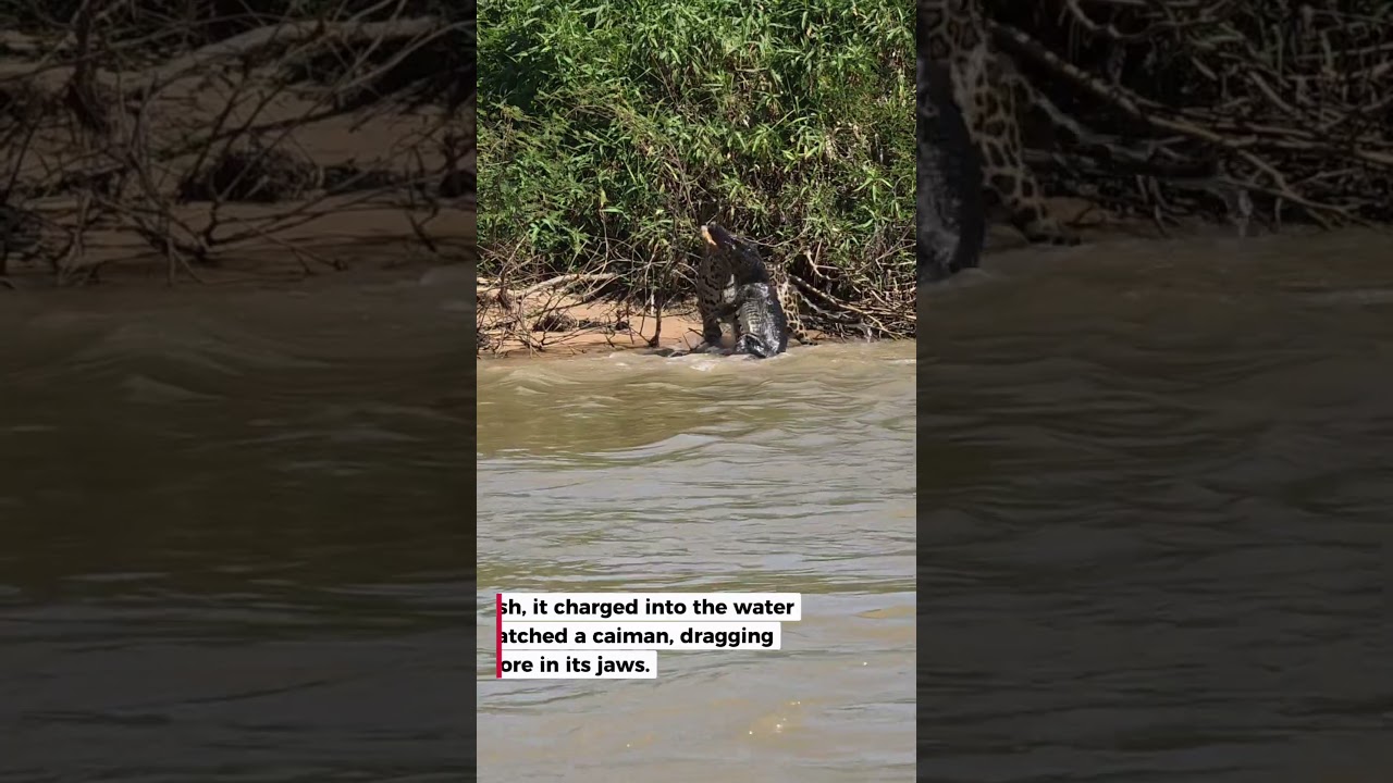 Jaguar pops up beside the boat 😳