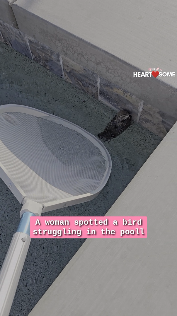 The woman rescues a struggling bird from a swimming pool in a touching ...