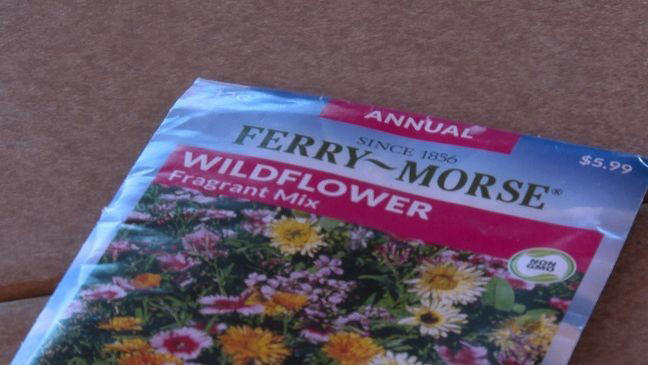 Abilene Garden Club plants wildflowers