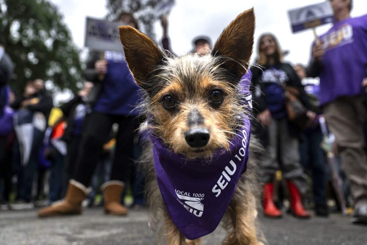 Our strike is moving forward. SEIU Local 1000 doesn't make last-minute deal