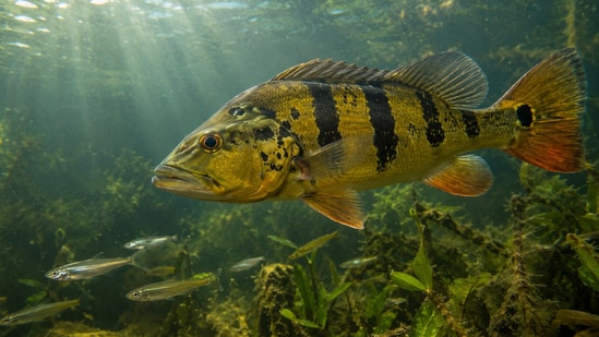 In 1969, Panama stocked 60 to 100 peacock bass for sport fishing; after ...