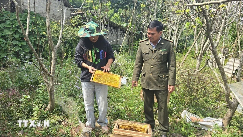 Gây dựng sinh kế xanh bền vững dưới tán rừng Hoàng Liên ở Lào Cai