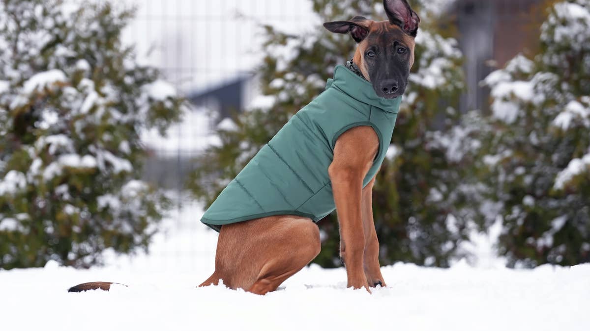 When does a dog need a winter coat? Veterinarians reveal the ...